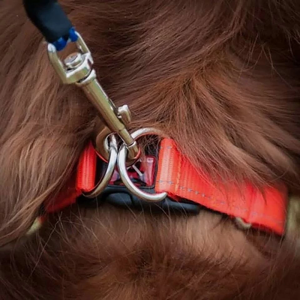 Double Up Dog Collar (Small) 4 Double Up Dog Collar (Small) - Image 2